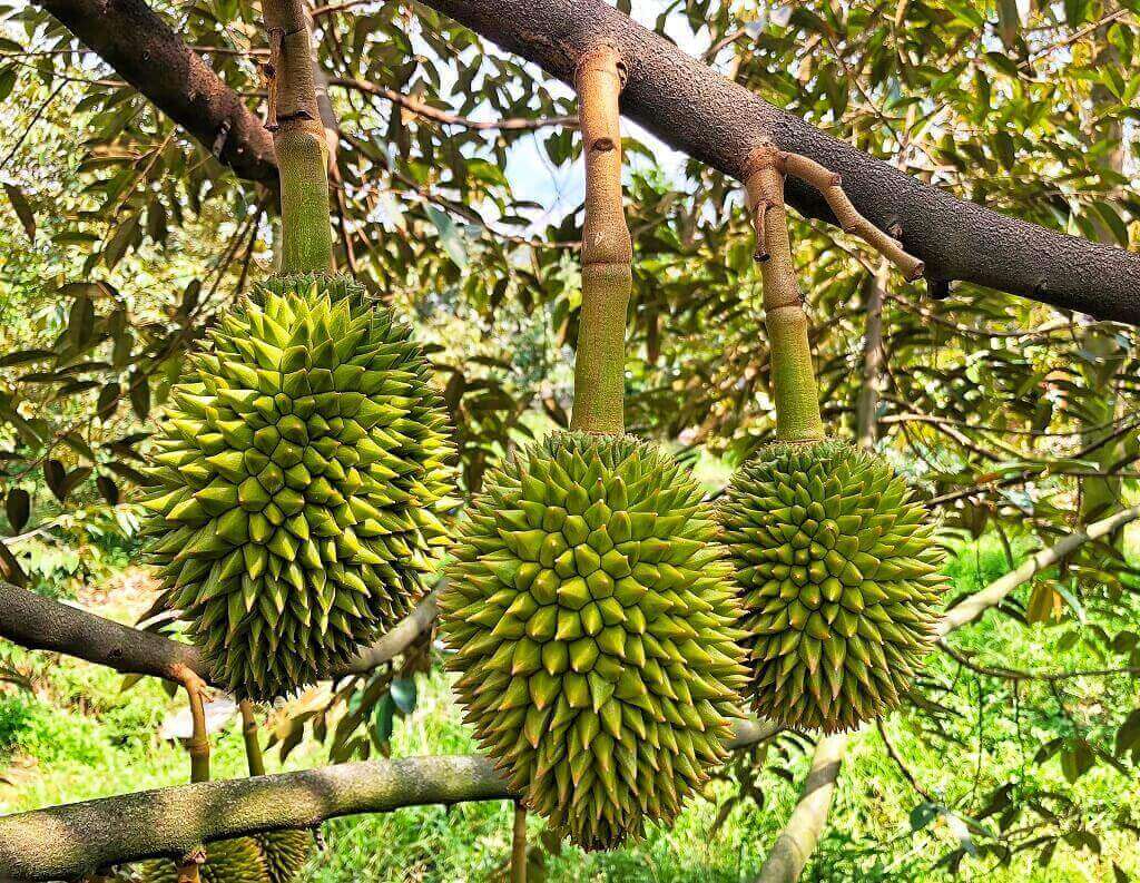 Xuất khẩu sang Trung Quốc gặp khó, giá sầu riêng giảm mạnh